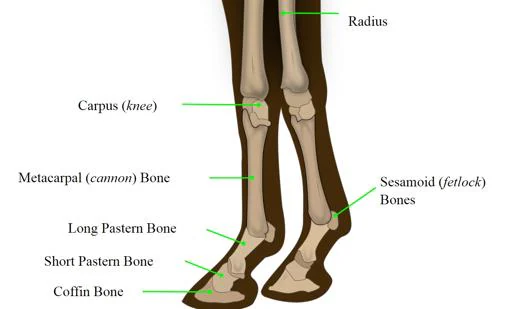 Anatomía de las patas delanteras de un caballo. El que sería el dedo del animal comienza en el metacarpo (en inglés, metacarpal bone)