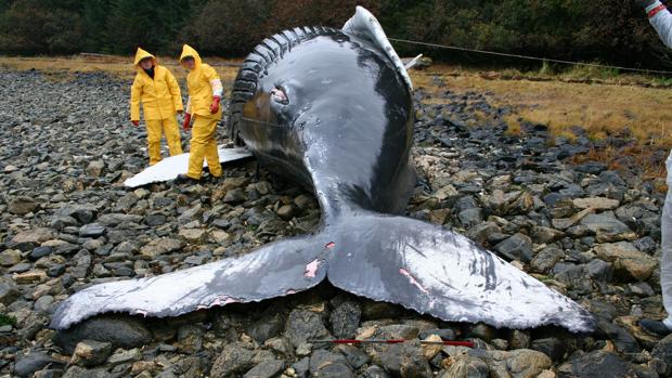 ¿Mueren las ballenas en las playas a causa de las tormentas solares?