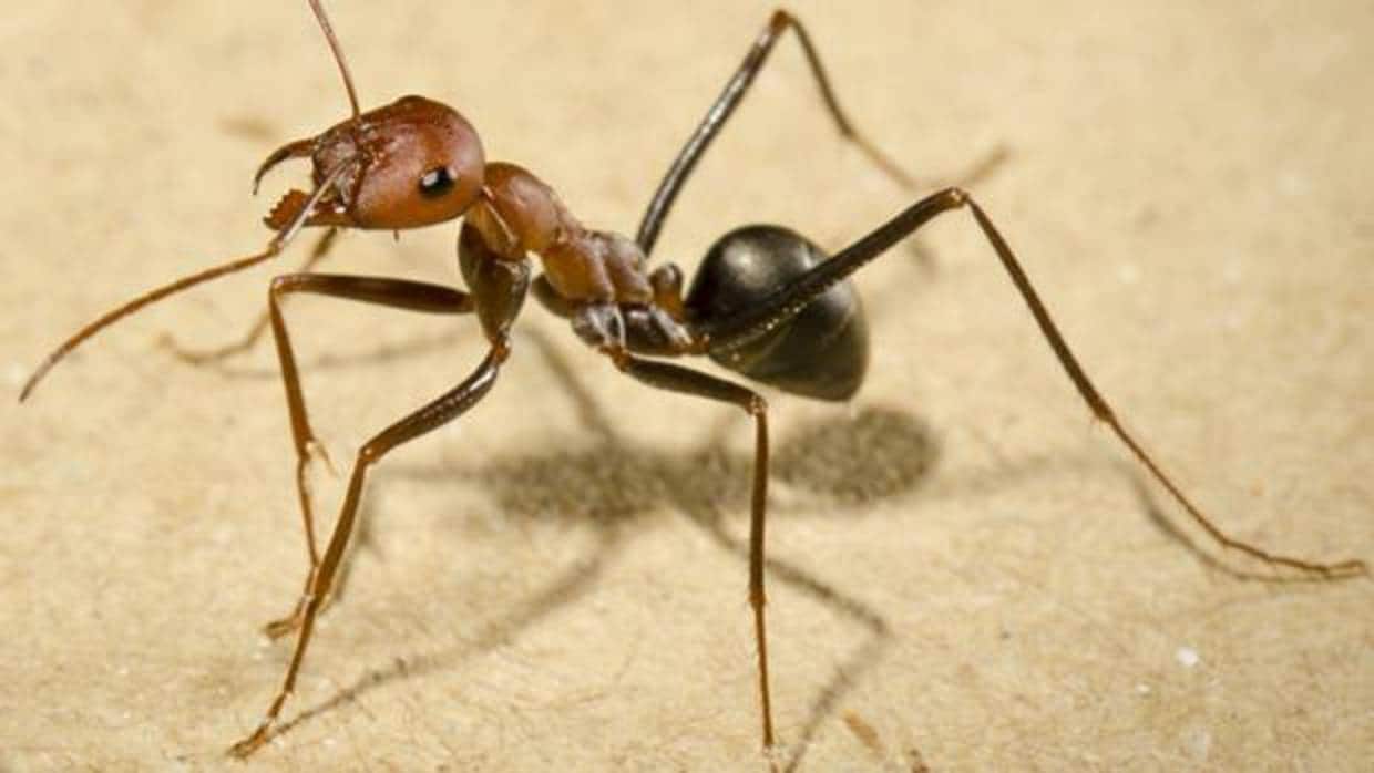 Seis fascinantes habilidades de las hormigas que quizás no conozcas