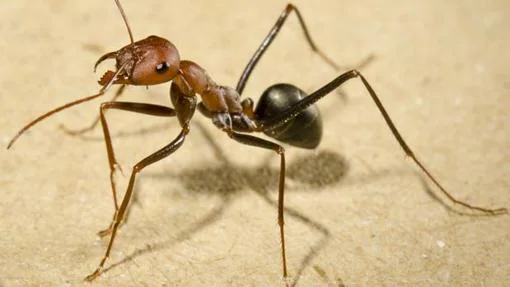Una hormiga recolectora de las especie Cataglyphis Velox en Sevilla