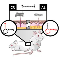 Ratón con dieta restrictiva (izquierda) y ratón que come lo que quiere