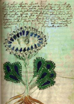 Ilustración del manuscrito Voynich
