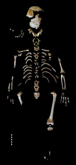 Esqueleto del niño neandertal recuperado en la cueva de El Sidrón