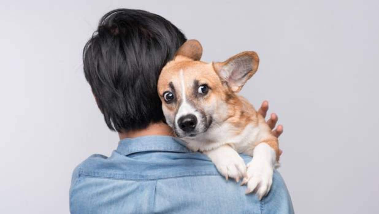 Los perros reciben señales químicas de las emociones humanas