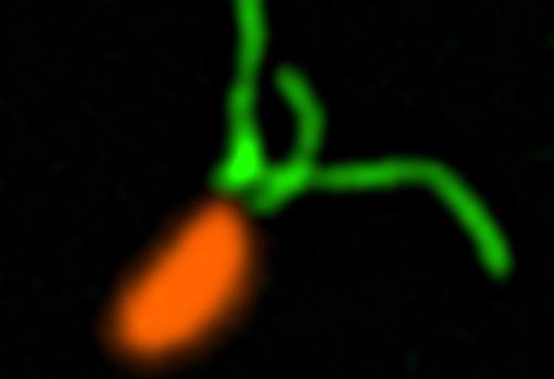 Los pelos (verde) y el cuerpo (naranja) de una bacteria destacados con técnicas de fluorescencia