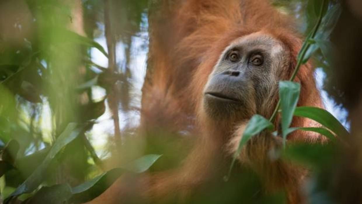 El orangután de Tapanuli