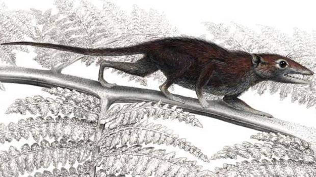 Juramaia sinensis, un protomamífero de hace 160 millones de años