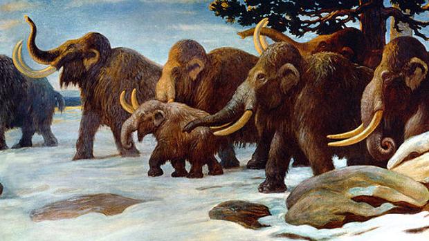 Los machos de mamut morían tontamente por no seguir a las hembras