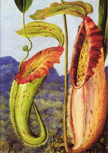 Ilustración de «Nepenthes northiana» de Marianne North (1876)