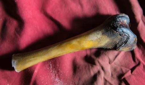 Fémur del cuerpo podrido de un presunto Yeti encontrado en una cueva en el Tíbet., que resultó ser de un oso pardo tibetano