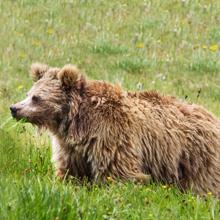 Oso pardo del Himalaya del Parque Nacional Deosai, en Pakistán
