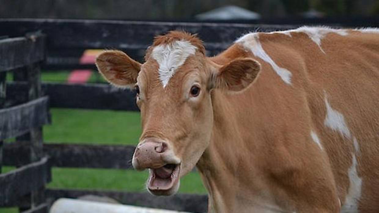 Las extrañas causas naturales que pueden hacer que un animal explote