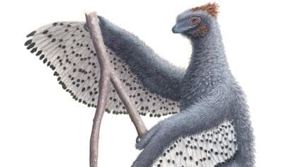 Una nueva representación de Anchiornis y su pluma de contorno