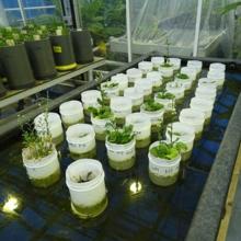 Plantas crecen en el suelo simulado de Marte