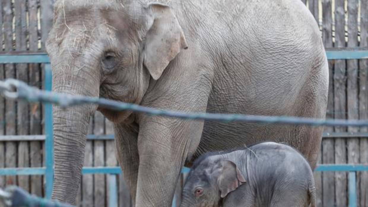 Mueren dos turistas aplastados por un elefante al que intentaban fotografiar