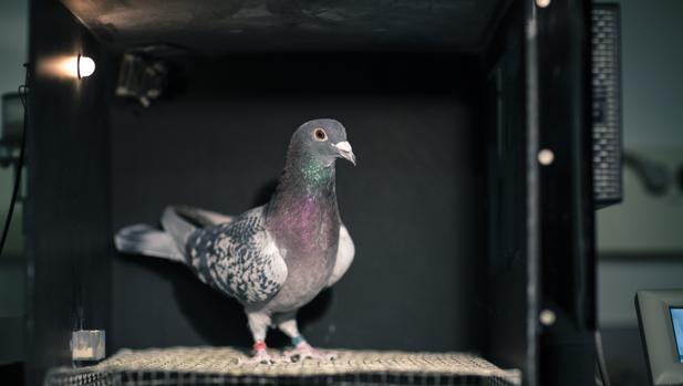 Einstein estaría orgulloso: Las palomas pueden distinguir el espacio y el tiempo