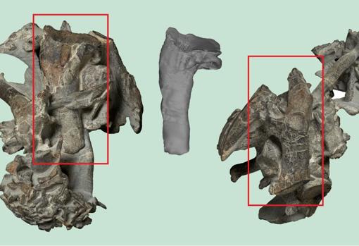 Huesos de Kumimanu biceae