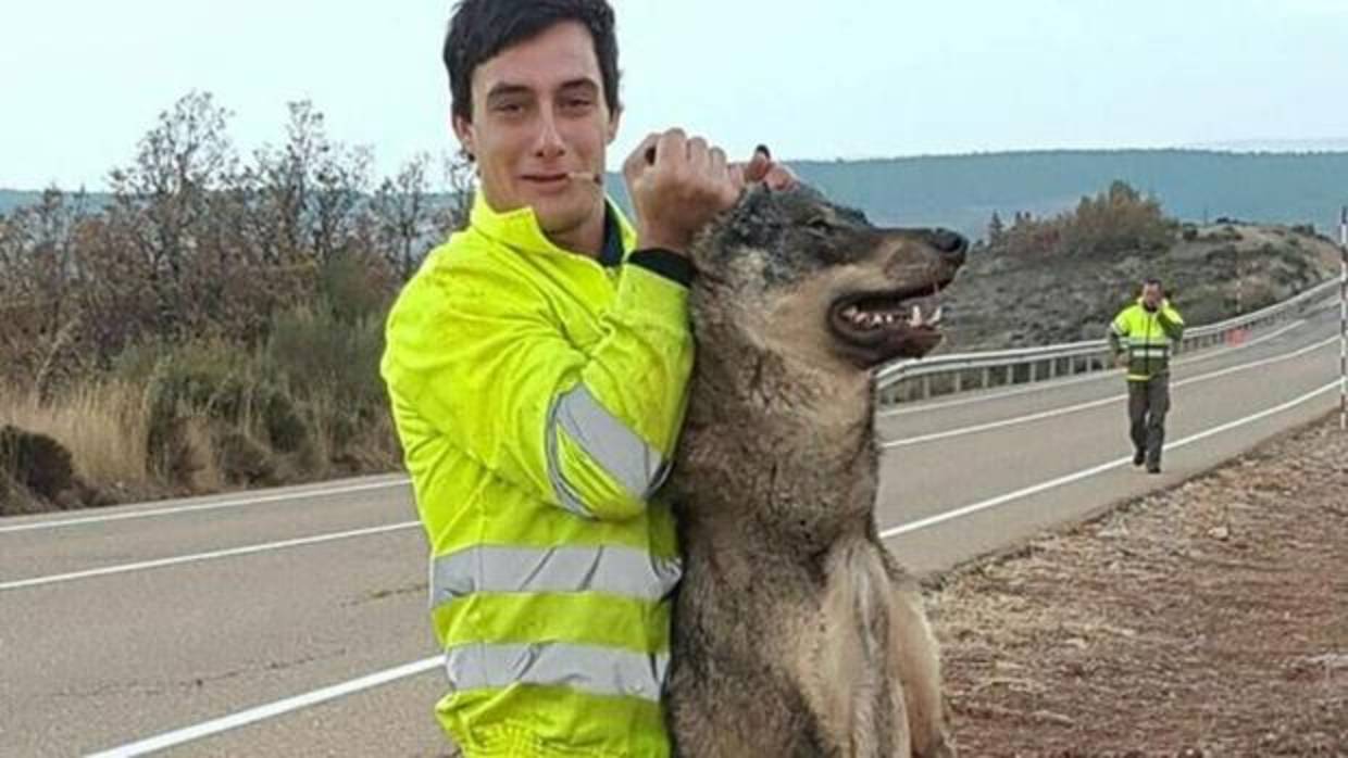 Atropellan a un lobo ibérico y posan con él como trofeo