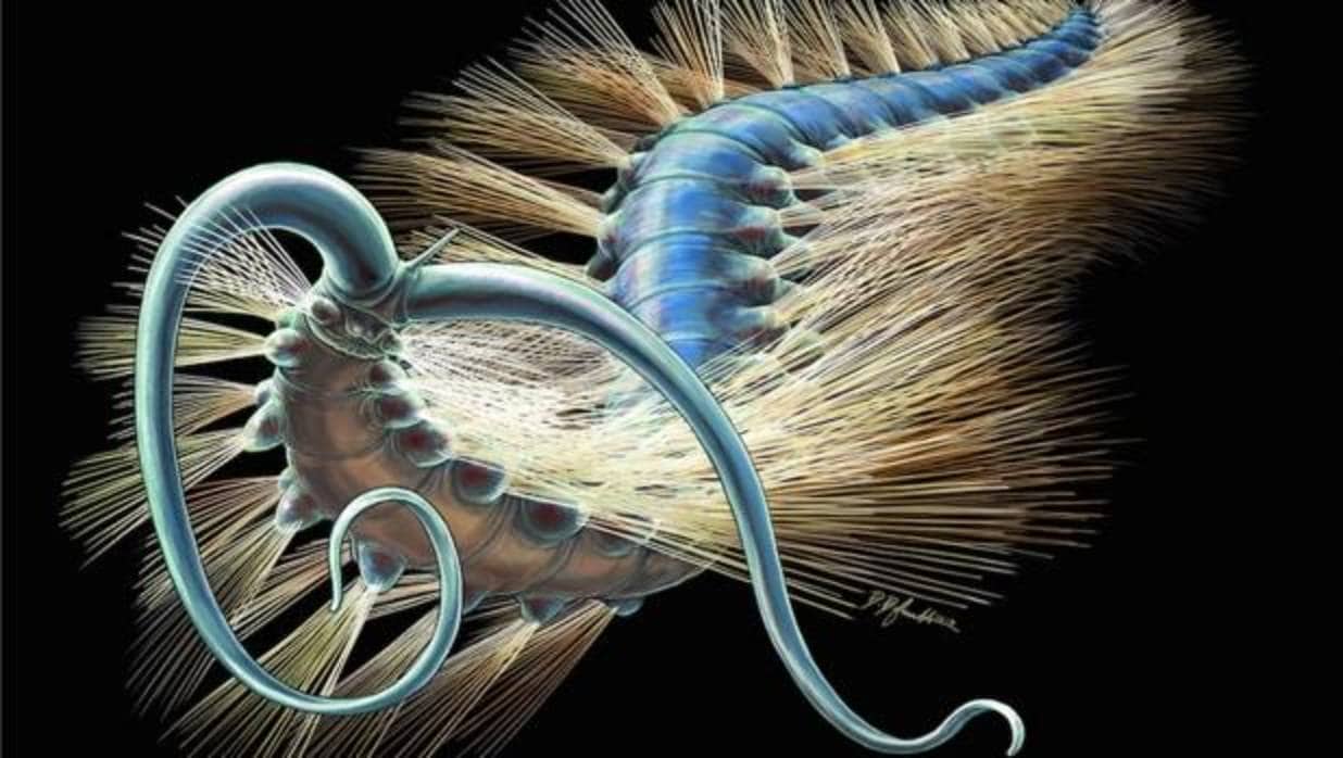 El gusano Kootenayscolex barbarensis