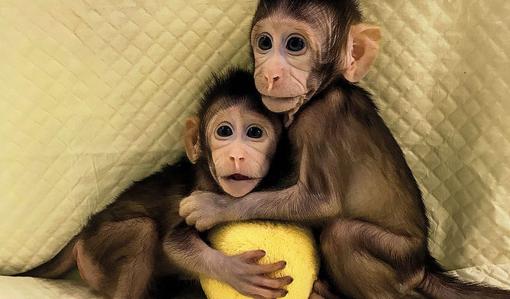 Los monos clonados en China