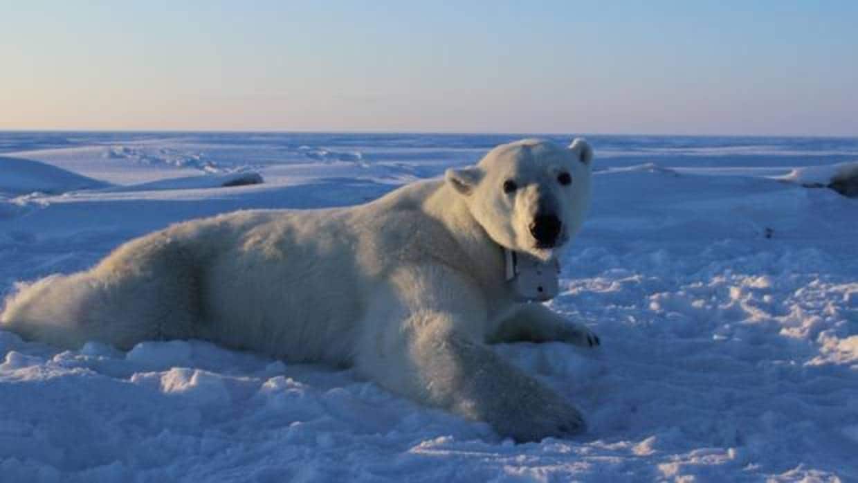 Una hembra de oso polar analizada en este estudio