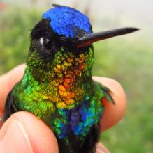 «Panterpe insignis», uno de los protagonistas del estudio