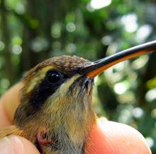 «Phaethornis striigularis», uno de los protagonistas del estudio