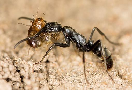 Una hormiga transportando un botín de varias termitas muertas