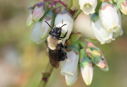 Una abeja de la especie Andrena canlini polinizando una flor
