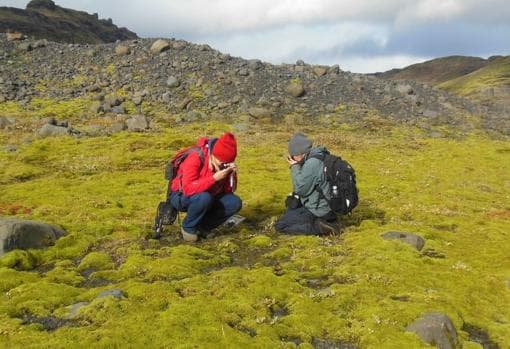 La vida temprana sobre tierra se parecía a la vegetación que se observa en este campo de lava, en Islandia
