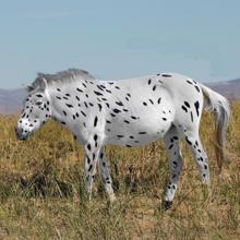 Un Przewalski con pelaje tipo dálmata