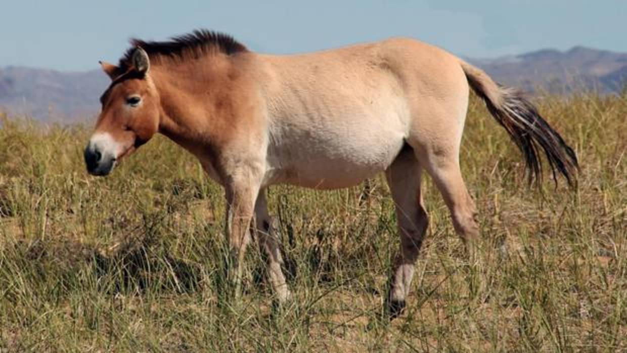 Un caballo Przewalski moderno