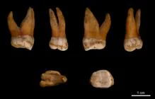 Molar superior de un neandertal macho hallado en Bélgica