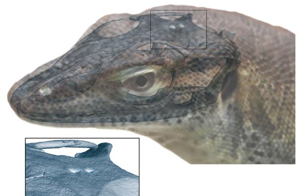 El lagarto extinto con cuatro ojos