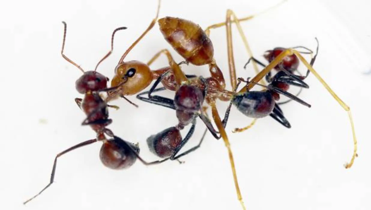 Comportamiento explosivo de C. explodens en un entorno experimental con una hormiga tejedora