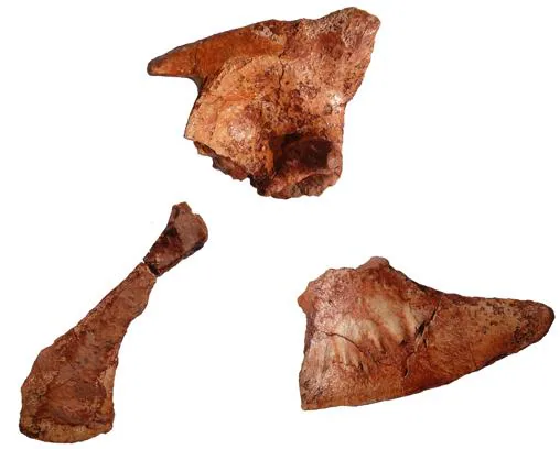 Fragmentos de la pelvis del «M. fitosi»