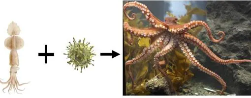 Una de las hipótesis propuestas por el estudio de Steele: los retrovirus alienígenas inyectaron genes en calamares y dispararon su evolución hasta los pulpos