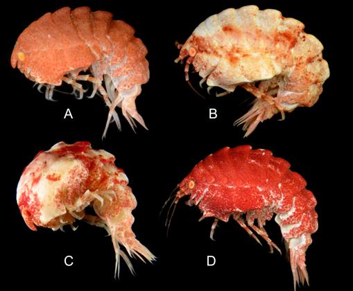Epimeria quasimodo. Un crustáceo con joroba el océano Austral