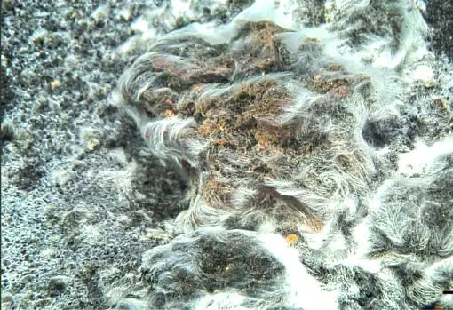 Thiolava veneris. Una bacteria coloniza los depósitos tras la erupción submarina de 2011. El Hierro (Islas Canarias)