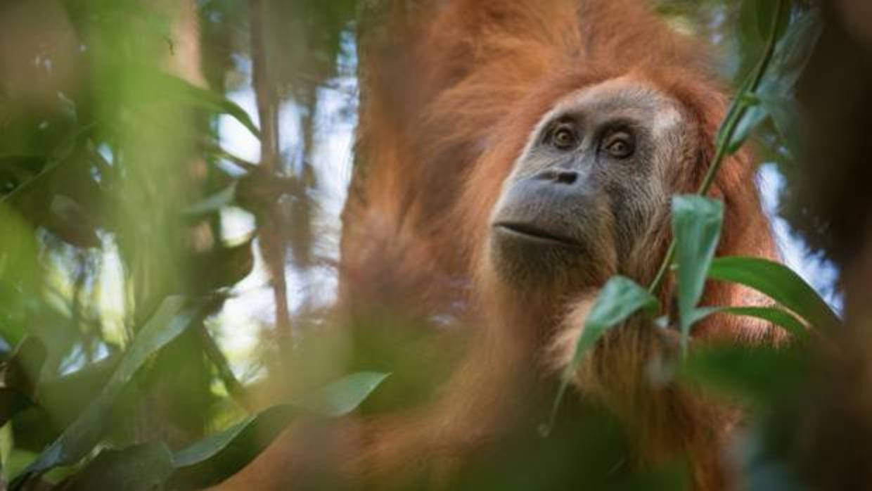 La nueva especie de orangután