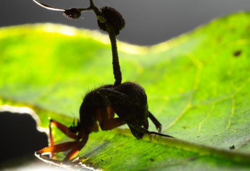 Un hongo triunfal, dispersa sus esporas sobre el cadáver de una hormiga zombi ya muerta