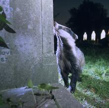 Un tejón en un cementerio de Londres