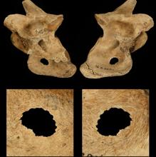 Los neandertales cazaban con lanza, a corta distancia y en grupo