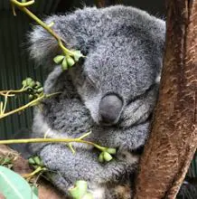 Una hembra de koala