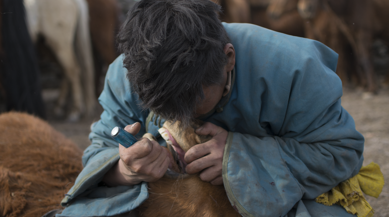 Un pastor extraer el primer premolar, el «diente de lobo», de un joven caballo, usando un destornillador