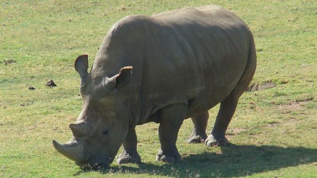 Científicos crean embriones sintéticos para evitar la extinción del rinoceronte blanco