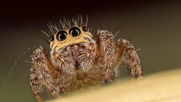 El motivo ancestral por el que las arañas nos dan miedo