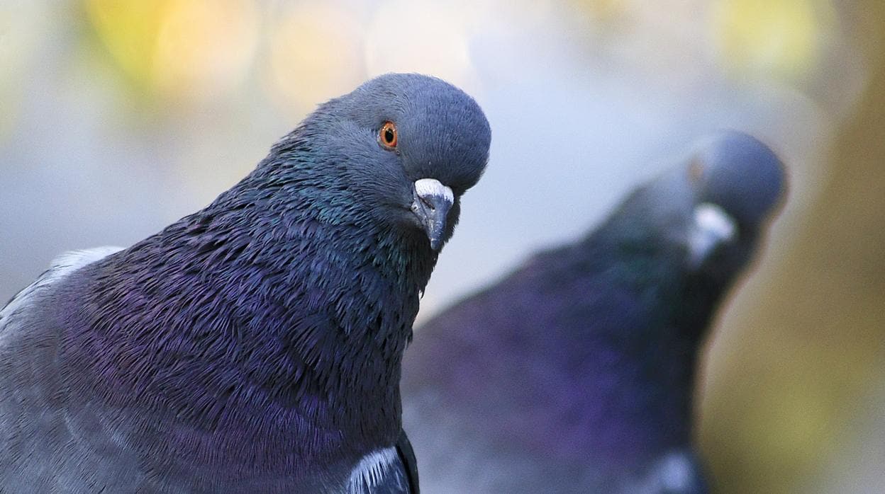 El secreto que convierte a las palomas mensajeras en un arma de guerra