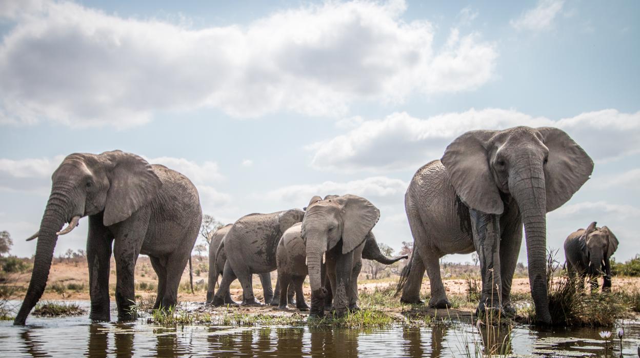 La trompa de los elefantes es un versátil órgano muy importante para comunicarse y manipular objetos