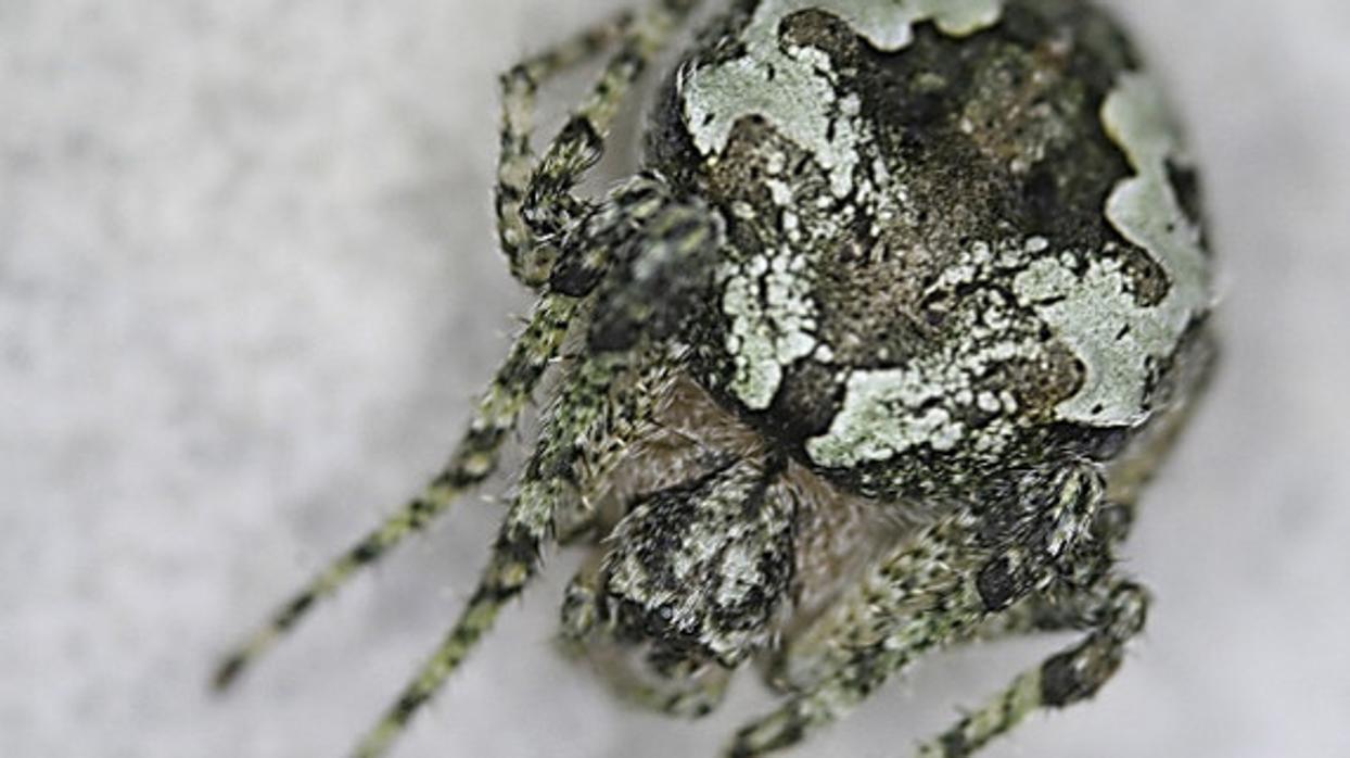 Ejemplar adulto de la nueva especie de araña descubierta en España